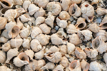 A detailed overhead view of a large pile of light-colored seashells, mostly whelks, creating a natural and textured background.