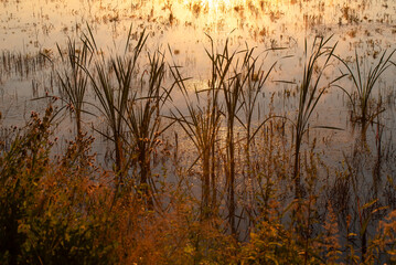 Staw porośnięty pałka wodną o wschodzie słońca. 