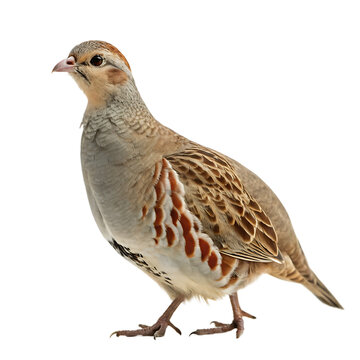 Pear Bird Partridge In A Pear Tree Images – Browse 333 Stock Photos, Vectors, and ...