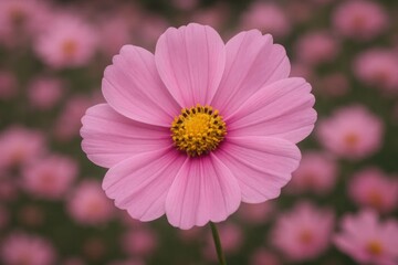 Obraz premium A pink flower with a yellow center in a field of pink flowers