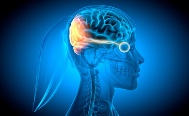 Woman with optic nerve and link to stimulated brain region - X ray style 3D illustration with blue...