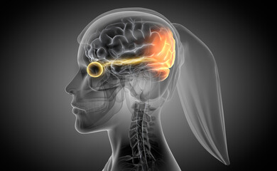 Woman with optic nerve and link to stimulated brain region - X ray style 3D illustration with dark gray background