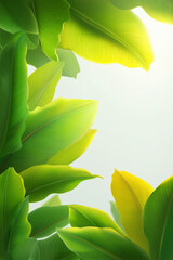 Bright tropical banana leaves with sunlight on soft background. 