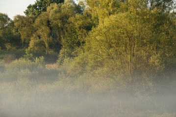 Mglisty letni poranek na łące, Polska Śląsk.  © Elżbieta Kaps