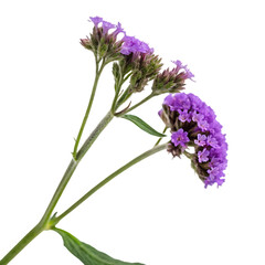 A cluster of small purple heliotrope flowers known as cherry pie isolated on a transparent background png
