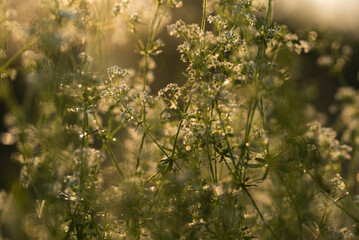 Białe kwiaty przytulii pospolitej na łące, tło natury. 