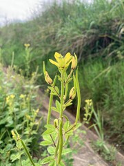 A vibrant yellow flower blooms amidst green foliage, its petals unfurling towards the light, with several buds hinting at future blossoms along the stem.