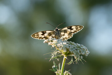 Motyl szachownica polowiec na kwiatku na łace.