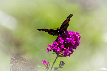 Peacok butterfly on a butterfly bush