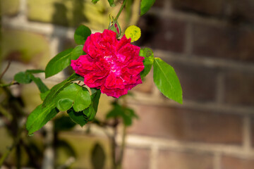 Rose bush with beautifull red rose.