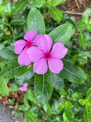 A vibrant cluster of Madagascar Periwinkle flowers, showcasing delicate pink petals and lush green...
