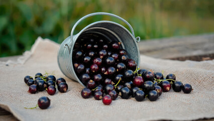 Scattered blackcurrants from a metal bucket on burlap. Summer rural still life in nature.