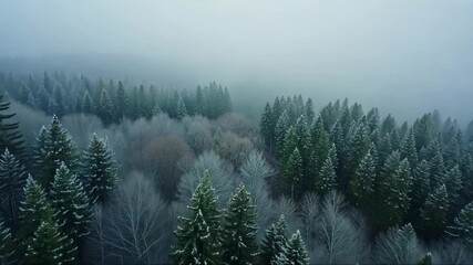 A drone shot of a foggy forest in winter. Aerial view of endless taiga landscape covered with pines and other coniferous trees. Frozen steam and fog rising above snowy place. - Powered by Adobe
