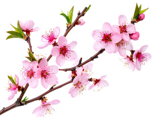 Close up shot of a flowering branch with pink blossoms on black background isolated on transparent background