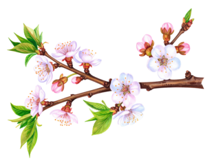 A branch with white blossoms and green leaves against a black background isolated on transparent background