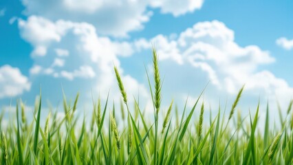 Vast Expansive Meadow Underneath a Bright Blue Sky Filled with Fluffy White Clouds