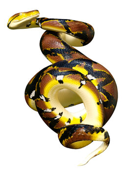 3D Rendering Reticulated Python on White