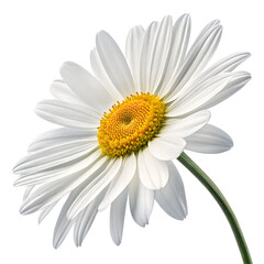 Naklejka premium White Daisy Flower - Isolated on Transparent Background