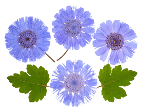 Pressed Mist Flower Specimen with Delicate Fuzzy Petals, isolated on a transparent background.