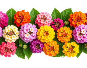 Obraz premium Seamless Border of Colorful Lantana Flowers and Leaves, isolated on a transparent background.