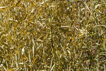 Dry yellow leaves bamboo Phyllostachys aureosulcata with slender, yellowish-green leaves, creating a textured pattern of intertwined stems and foliage under natural light