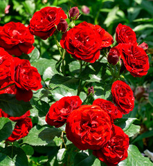 Lush cluster of deep red roses  'Tamango' in full bloom, surrounded by vibrant green leaves and few unopened buds, creating vivid and lively garden scene