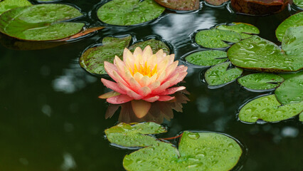Amazing bright pink-orange water lily or lotus flower Perry's Orange Sunset. Close-up of Nymphaea with water drops. Flower landscape for nature wallpaper