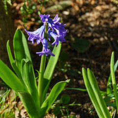 Delicate cluster of purple hyacinth flowers blooming amidst green foliage, their vibrant petals adding touch of color to earthy background