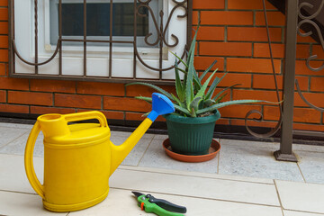 Yellow watering can, potted aloe plant, and pair of pruning shears are placed on tiled surface near brick wall with window