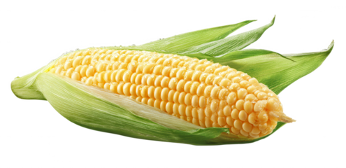 Fresh sweet corn cob with water droplets and green husks on black background.