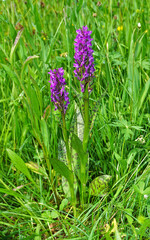 Breitblättriges Knabenkraut; Dactylorhiza majalis; Breitblättrige Fingerwurz; broad-leaved marsh...
