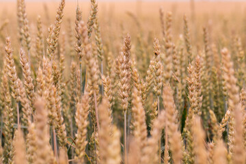 Full frame view of a golden wheat field ready for harvesting, capturing the texture and abundance of cereal crops in a natural farming setting