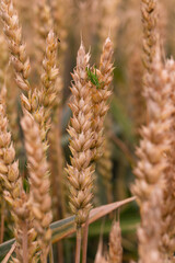 Macro photo of a katydid sitting on a ripened wheat ear, symbolizing nature, biodiversity, and the...