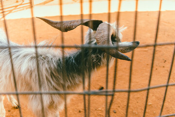 A grey goat with large, dark horns stands behind a wire fence in a sandy enclosure, possibly in...