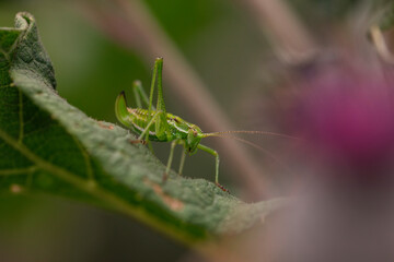 Vibrant macro view of a katydid with long antennae standing on a green leaf, blurred background for...