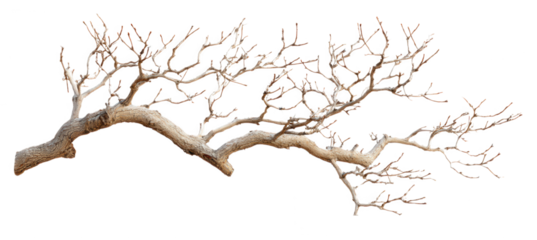 Intricate network of bare tree branches against a stark black background.