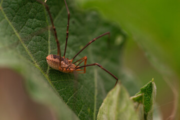 Close-up image of a daddy longlegs on a leaf showing segmented body and elongated legs in a macro nature composition
