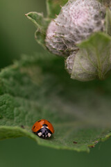 Red and black ladybird beetle sitting on a leaf beside thistle flower buds covered in white fuzz, photographed in macro for nature and wildlife themes