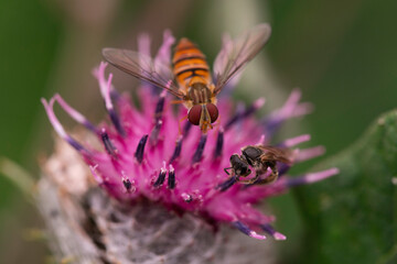 Close-up of two pollinators — a hoverfly and a honeybee — collecting nectar from a blooming...