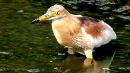 great blue heron is waiting for food