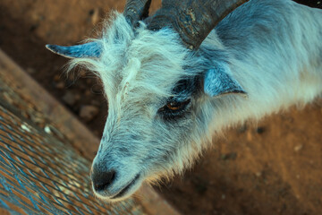 Overhead close-up of a young goat with distinctive horns, standing on reddish-brown ground near a...