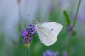 Macro photo of cabbage white butterfly resting on vibrant lavender blossom, detailed insect wing texture with a tranquil garden background