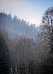 Misty Forest Landscape with Bare Winter Trees