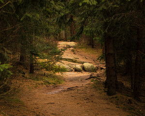 Serene Forest Pathway with Sunlight Filtering Through