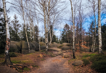 Serene Birch Forest Pathway in Early Spring