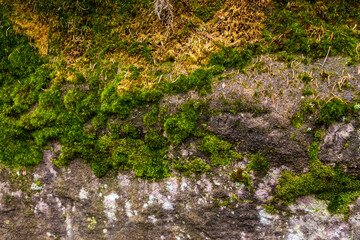 Vibrant moss thriving on an aged rock face