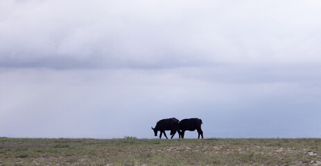 Two buffaloes graze calmly under a vast, moody sky a serene moment of rural life beneath the...
