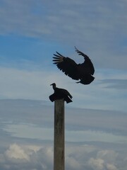 Two vultures in the sky with open wings