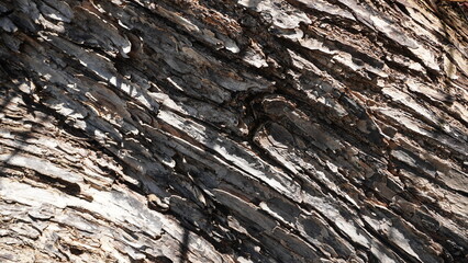 Rough Texture of Tree Bark