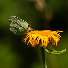 Motyl cytrynek na żółtycj kwiatach smotrawy w lesie, sezon letni tło. 